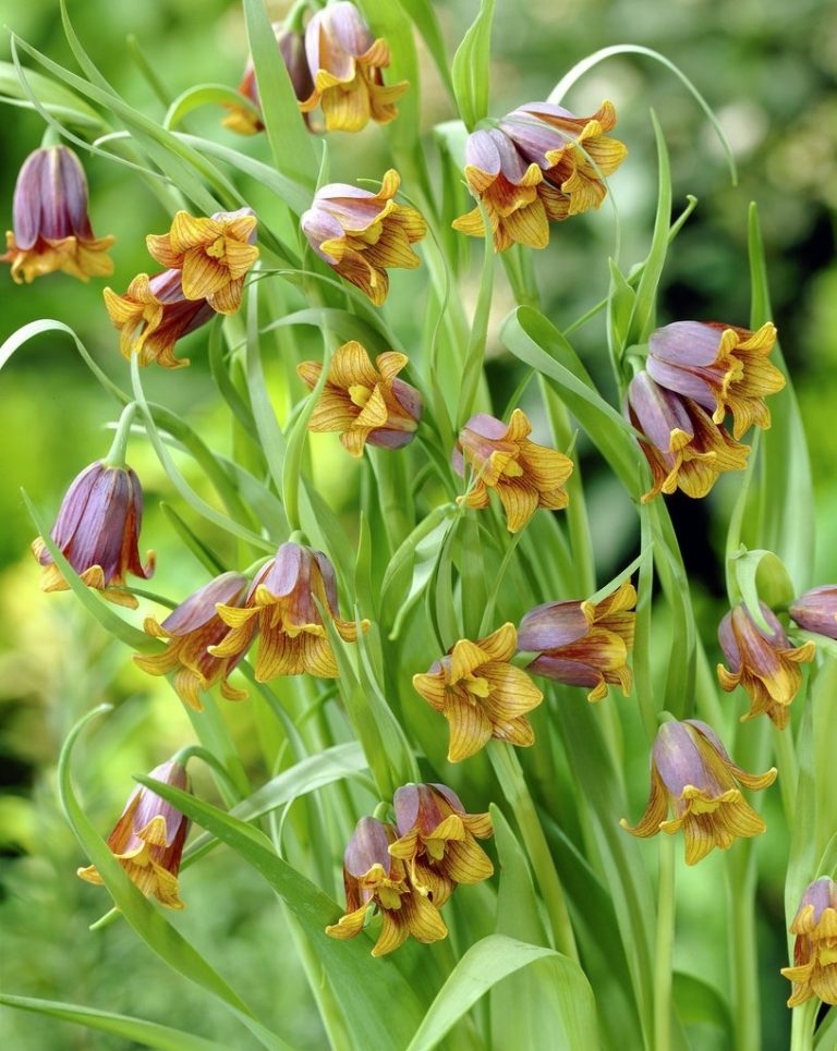 fritillaria uva-vulpis - Xả hàng giá rẻ